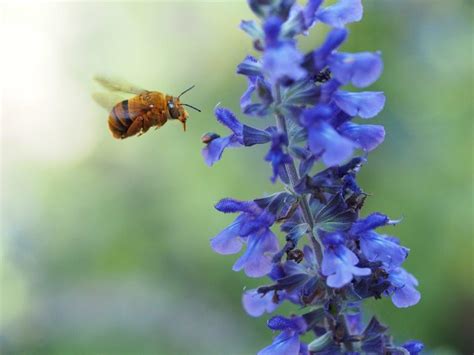 teddy bear bee california|teddy bear bee scientific name.